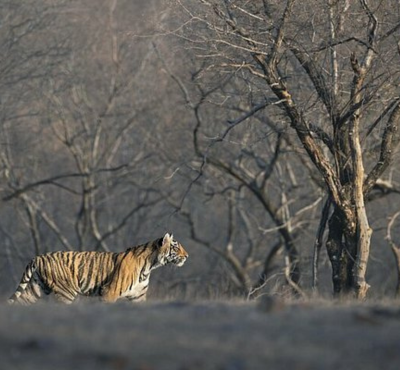 Ranthambore Tour from Delhi
