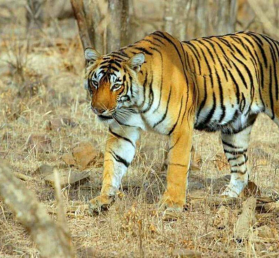 Ranthambore Tour from Delhi